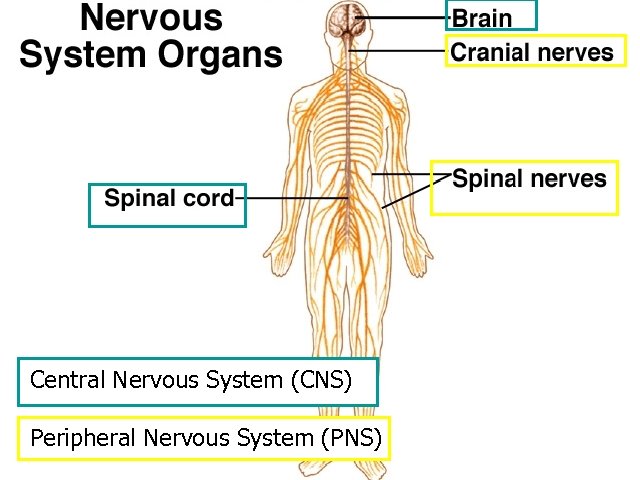 Central Nervous System (CNS) Peripheral Nervous System (PNS) 15 