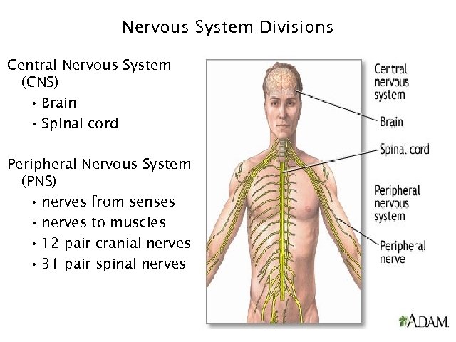 Nervous System Divisions Central Nervous System (CNS) • Brain • Spinal cord Peripheral Nervous