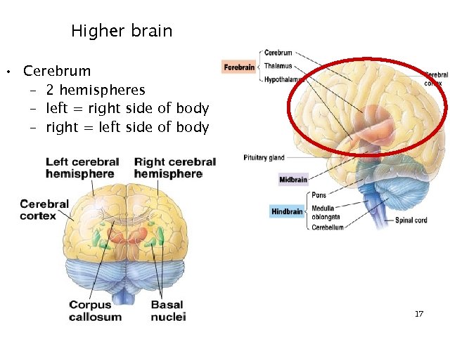 Higher brain • Cerebrum – 2 hemispheres – left = right side of body