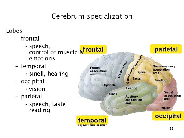 Cerebrum specialization Lobes – frontal • speech, control of muscle &frontal emotions – temporal