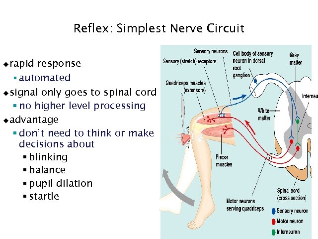 Reflex: Simplest Nerve Circuit rapid response § automated usignal only goes to spinal cord