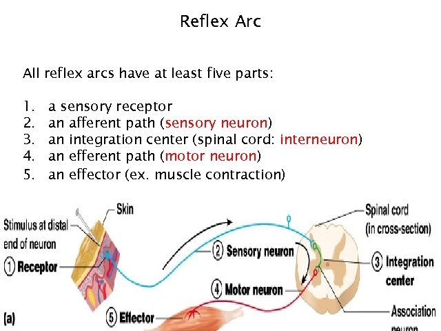 Reflex Arc All reflex arcs have at least five parts: 1. 2. 3. 4.