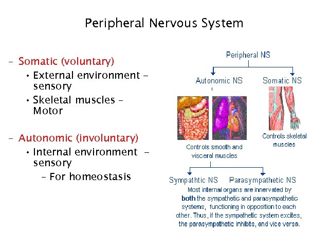 Peripheral Nervous System – Somatic (voluntary) • External environment sensory • Skeletal muscles –