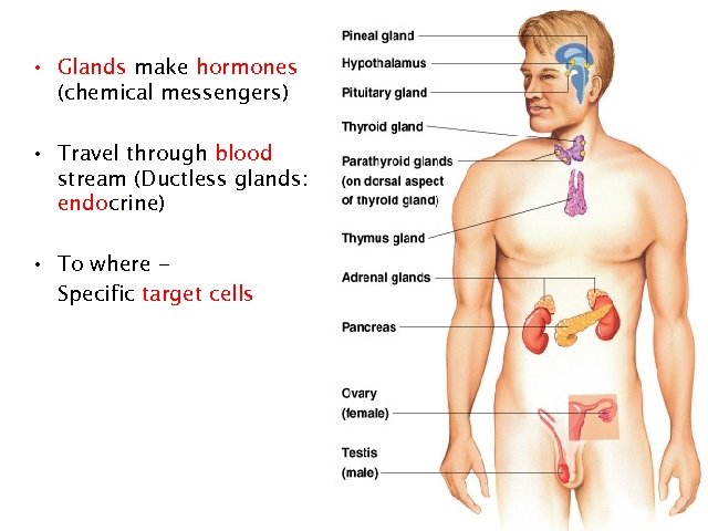  • Glands make hormones (chemical messengers) • Travel through blood stream (Ductless glands: