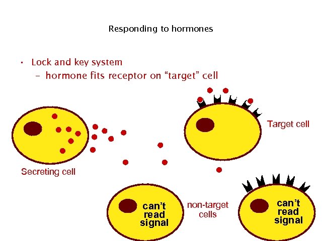 Responding to hormones • Lock and key system – hormone fits receptor on “target”