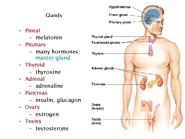 Glands • Pineal – melatonin • Pituitary – many hormones: master gland • Thyroid