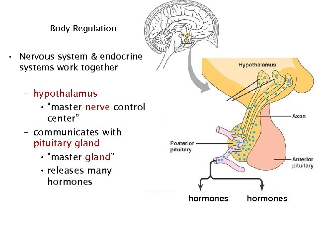 Body Regulation • Nervous system & endocrine systems work together – hypothalamus • “master