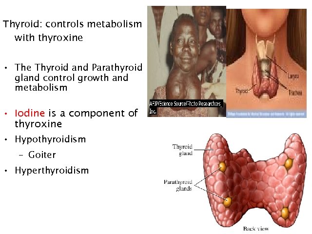 Thyroid: controls metabolism with thyroxine • The Thyroid and Parathyroid gland control growth and