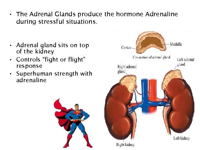  • The Adrenal Glands produce the hormone Adrenaline during stressful situations. • Adrenal