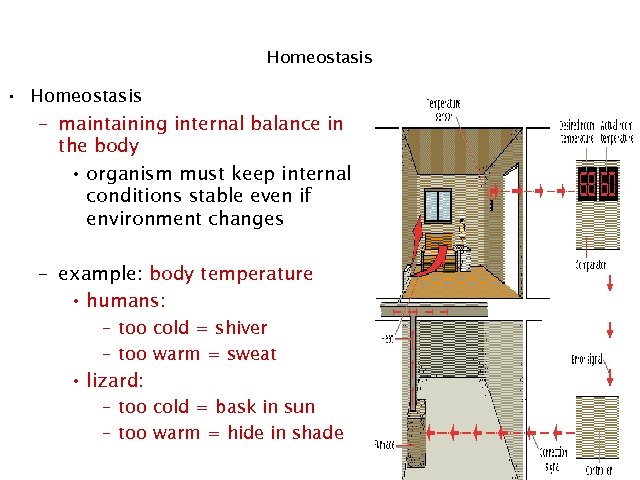 Homeostasis • Homeostasis – maintaining internal balance in the body • organism must keep