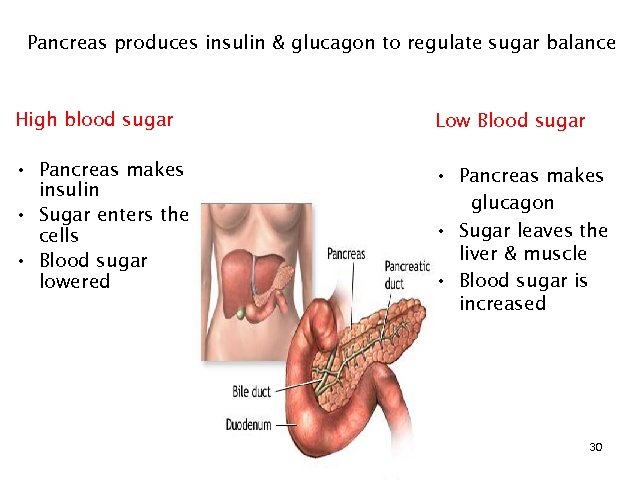 Pancreas produces insulin & glucagon to regulate sugar balance High blood sugar Low Blood