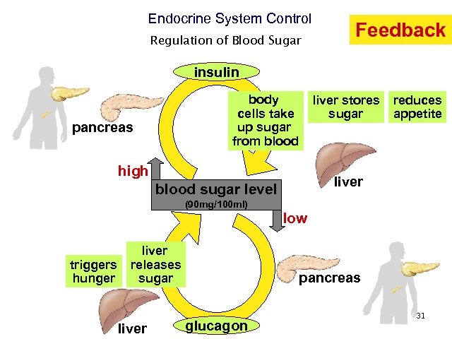 Endocrine System Control Regulation of Blood Sugar Feedback insulin body cells take up sugar