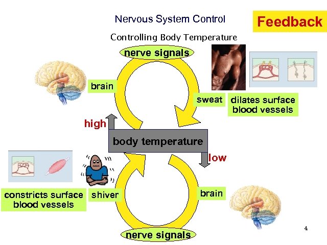 Nervous System Control Feedback Controlling Body Temperature nerve signals brain sweat dilates surface blood