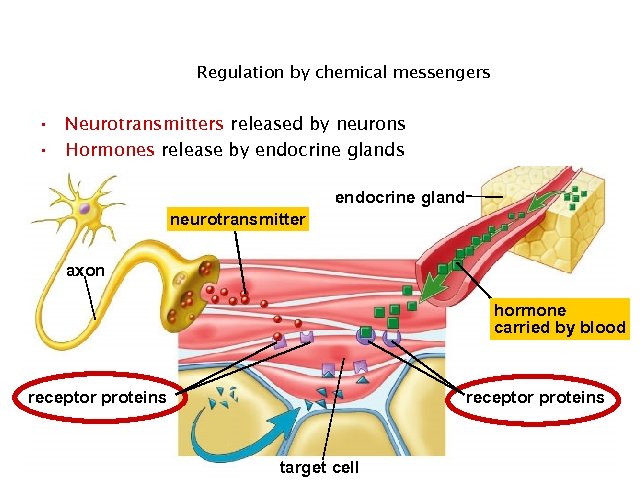 Regulation by chemical messengers • Neurotransmitters released by neurons • Hormones release by endocrine