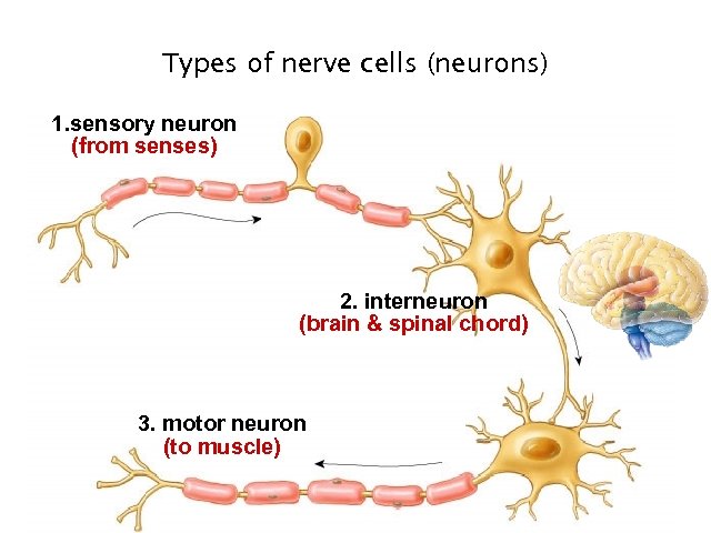 Types of nerve cells (neurons) 1. sensory neuron (from senses) 2. interneuron (brain &