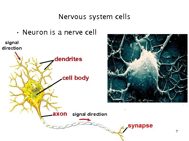 Nervous system cells • Neuron is a nerve cell signal direction dendrites cell body