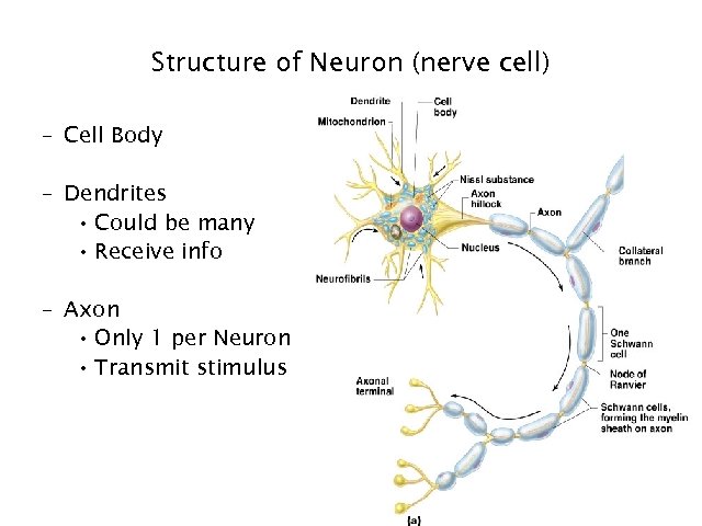 Structure of Neuron (nerve cell) – Cell Body – Dendrites • Could be many