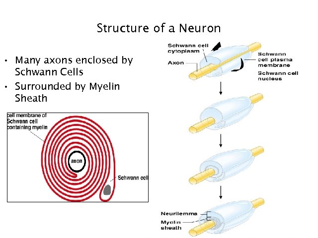 Structure of a Neuron • Many axons enclosed by Schwann Cells • Surrounded by