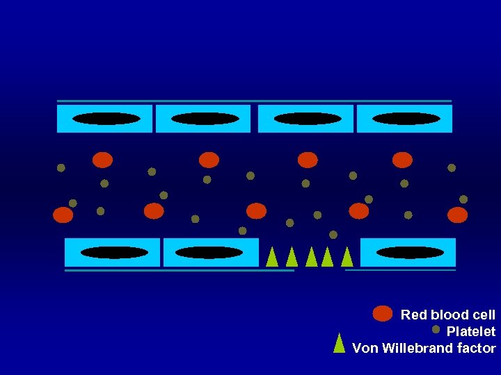Red blood cell Platelet Von Willebrand factor 