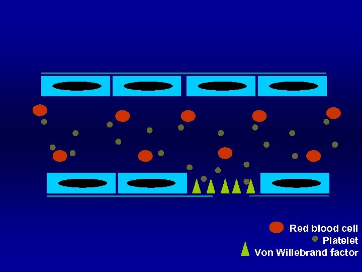 Red blood cell Platelet Von Willebrand factor 