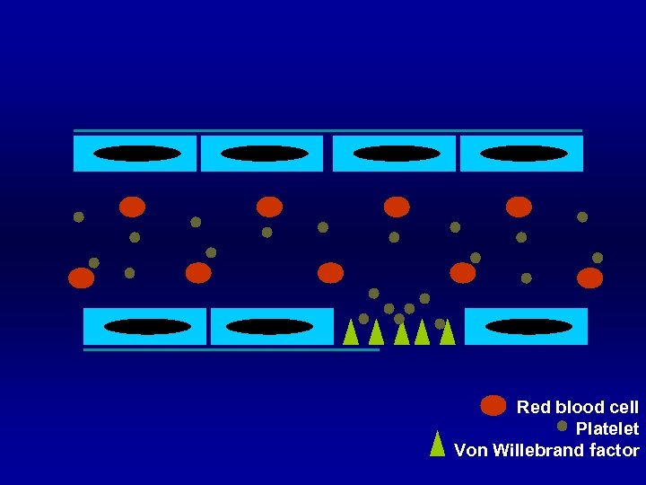 Red blood cell Platelet Von Willebrand factor 