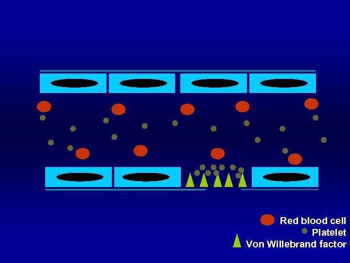 Red blood cell Platelet Von Willebrand factor 
