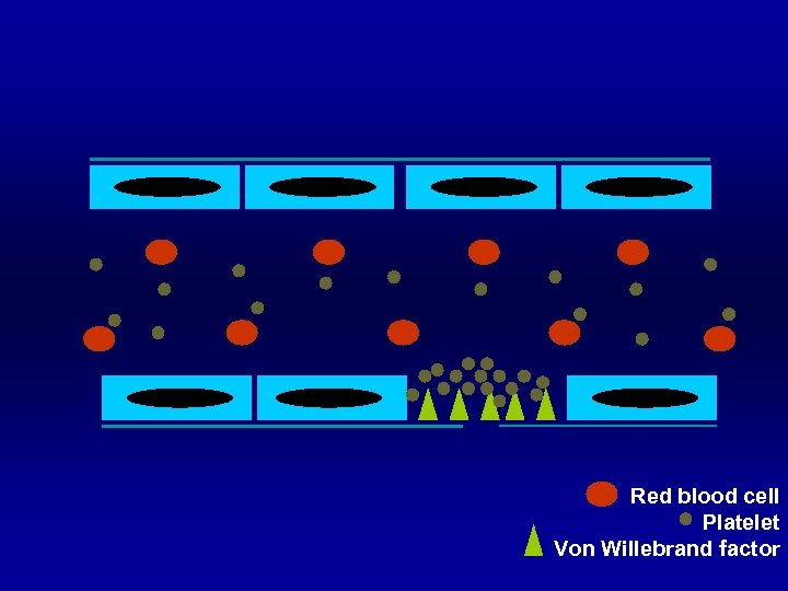 Red blood cell Platelet Von Willebrand factor 