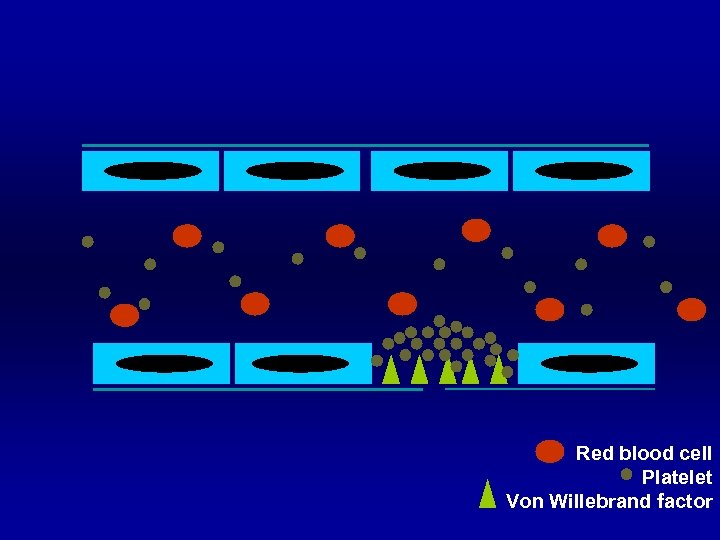 Red blood cell Platelet Von Willebrand factor 