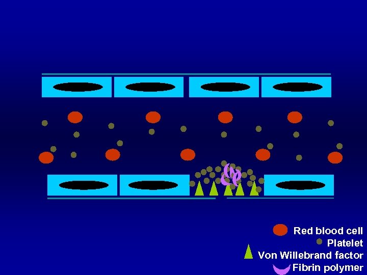 Red blood cell Platelet Von Willebrand factor Fibrin polymer 