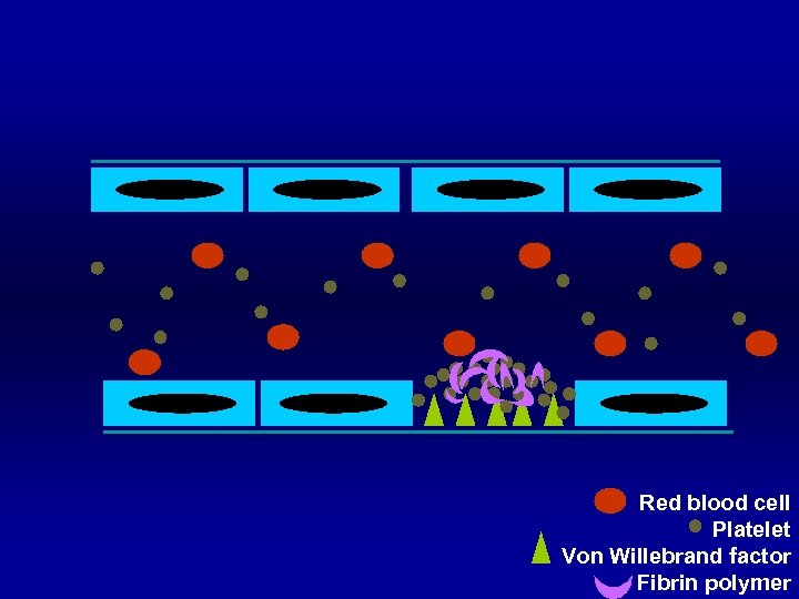 Red blood cell Platelet Von Willebrand factor Fibrin polymer 