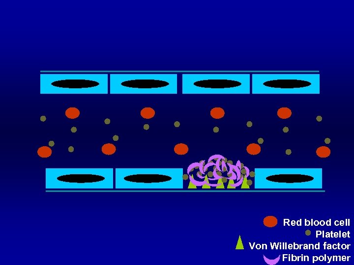 Red blood cell Platelet Von Willebrand factor Fibrin polymer 