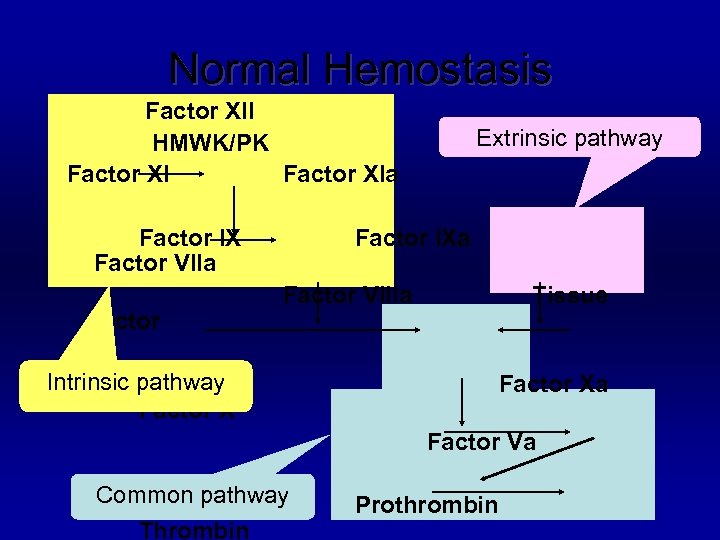 Normal Hemostasis Factor XII HMWK/PK Factor XIa Factor IX Factor VIIa factor Extrinsic pathway