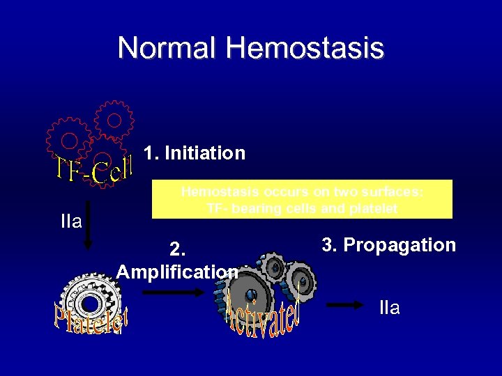 Normal Hemostasis 1. Initiation IIa Hemostasis occurs on two surfaces: TF- bearing cells and