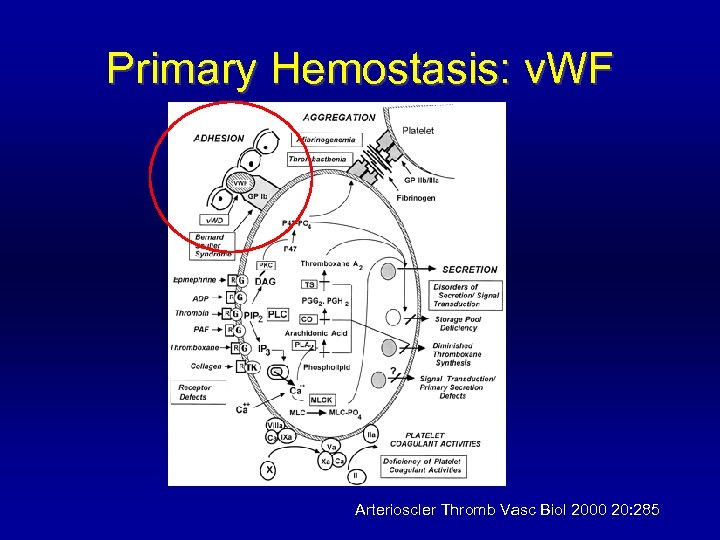 Primary Hemostasis: v. WF Arterioscler Thromb Vasc Biol 2000 20: 285 