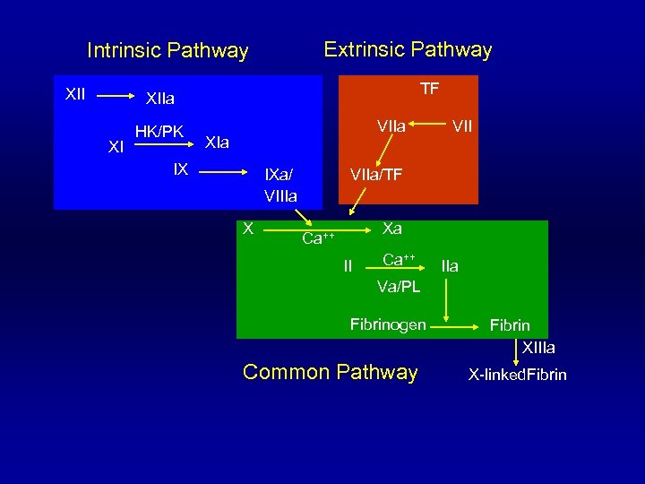 Extrinsic Pathway Intrinsic Pathway XII TF XIIa XI HK/PK HMWK XIa VIIa Tenase IX