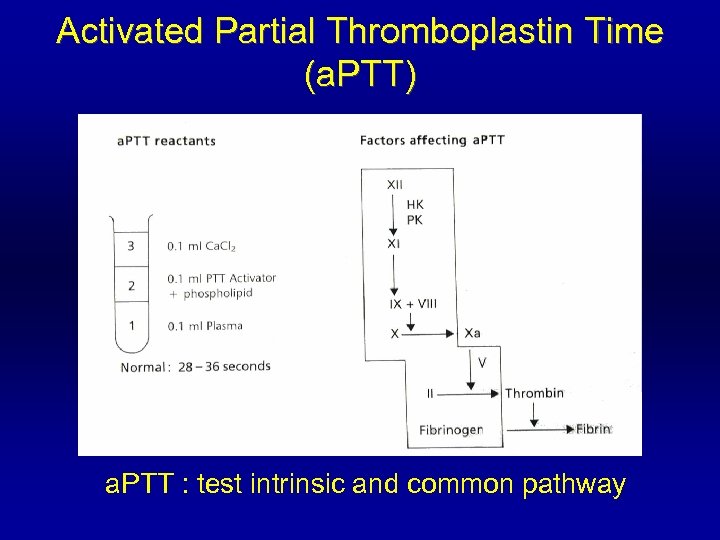 Activated Partial Thromboplastin Time (a. PTT) a. PTT : test intrinsic and common pathway
