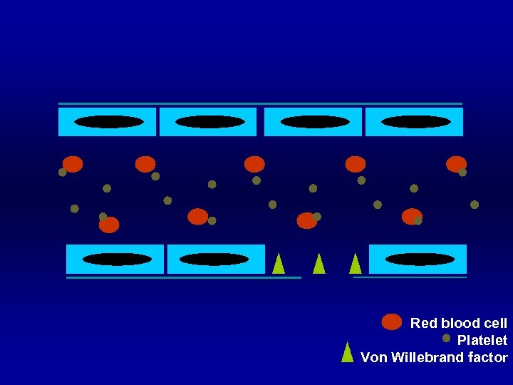 Red blood cell Platelet Von Willebrand factor 