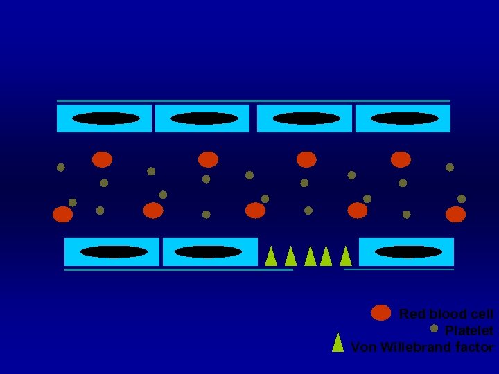 Red blood cell Platelet Von Willebrand factor 