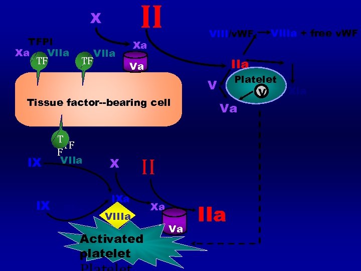 II X TFPI Xa VIIa TF TF Xa VIII/v. WF IIa Va Platelet V
