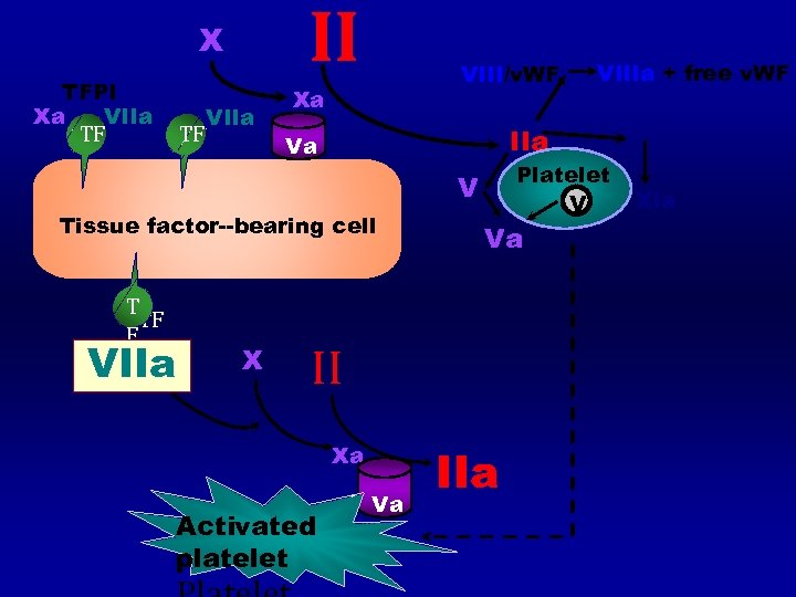 II X TFPI Xa VIIa TF TF Xa VIII/v. WF IIa Va Platelet V