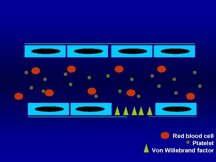 Red blood cell Platelet Von Willebrand factor 
