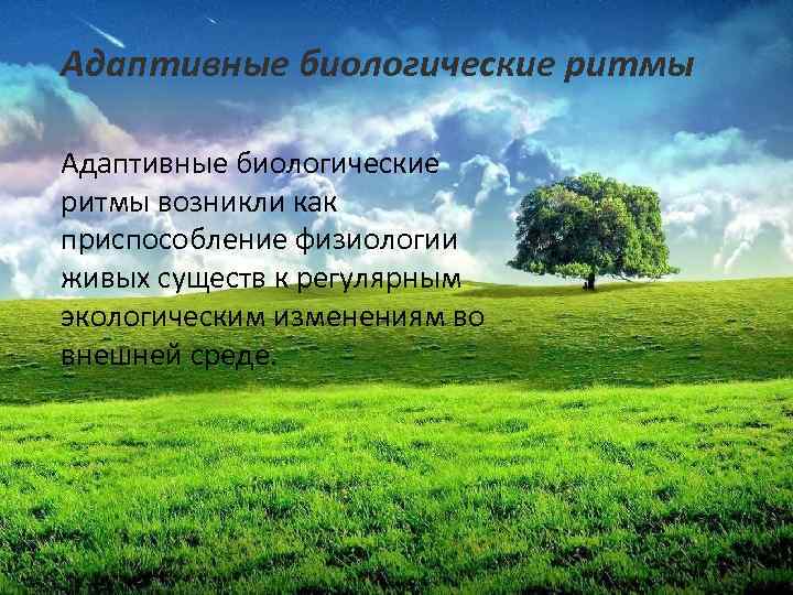 Адаптивные биологические ритмы возникли как приспособление физиологии живых существ к регулярным экологическим изменениям во