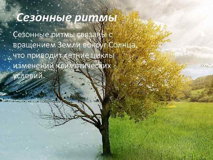 Сезонные ритмы связаны с вращением Земли вокруг Солнца, что приводит летние циклы изменений климатических