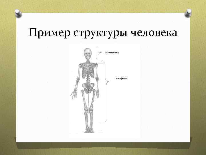 Пример структуры человека 