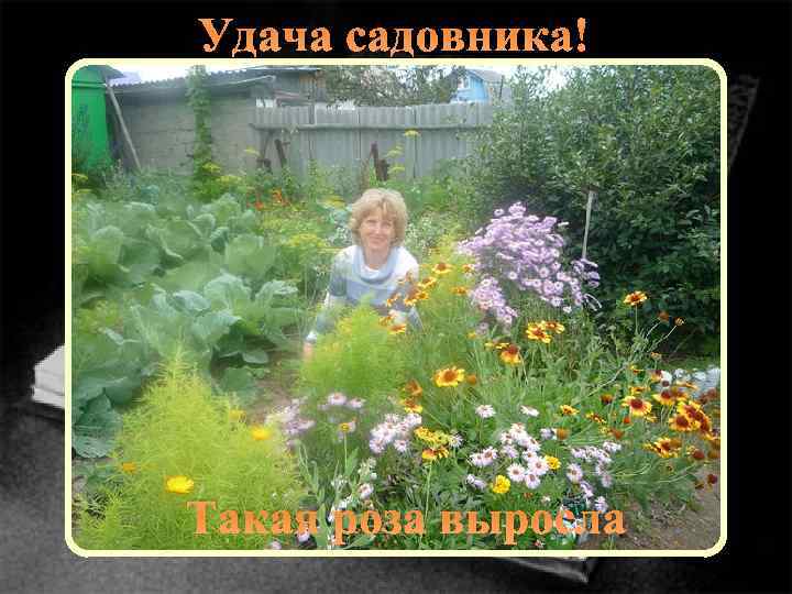 Удача садовника! Такая роза выросла 