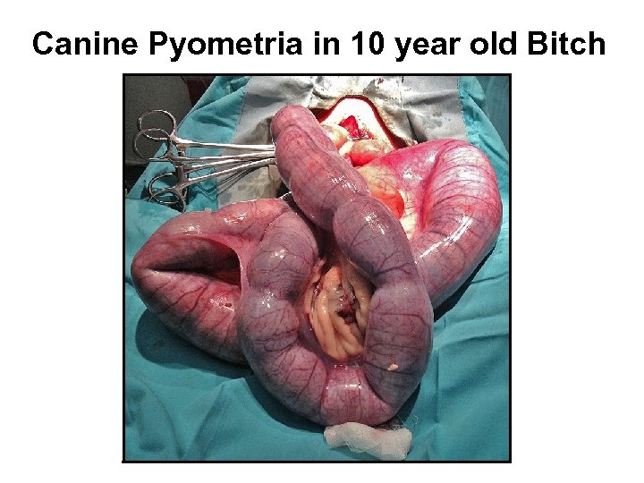 Canine Pyometria in 10 year old Bitch 