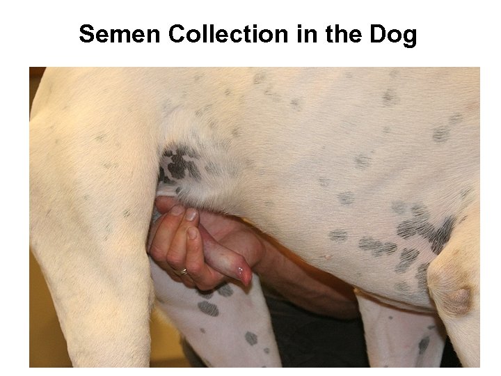 Semen Collection in the Dog 