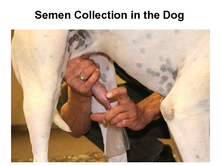 Semen Collection in the Dog 