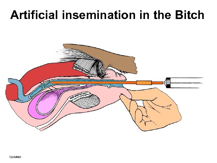 Artificial insemination in the Bitch Updated: 