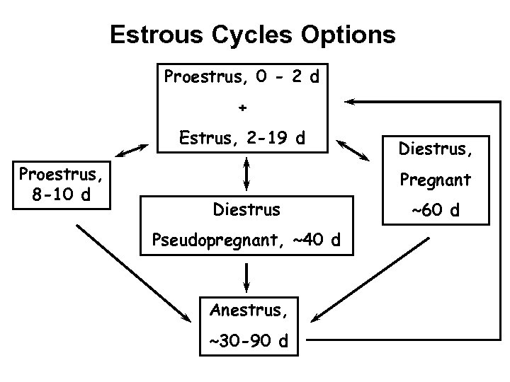 Estrous Cycles Options Proestrus, 0 - 2 d + Estrus, 2 -19 d Proestrus,